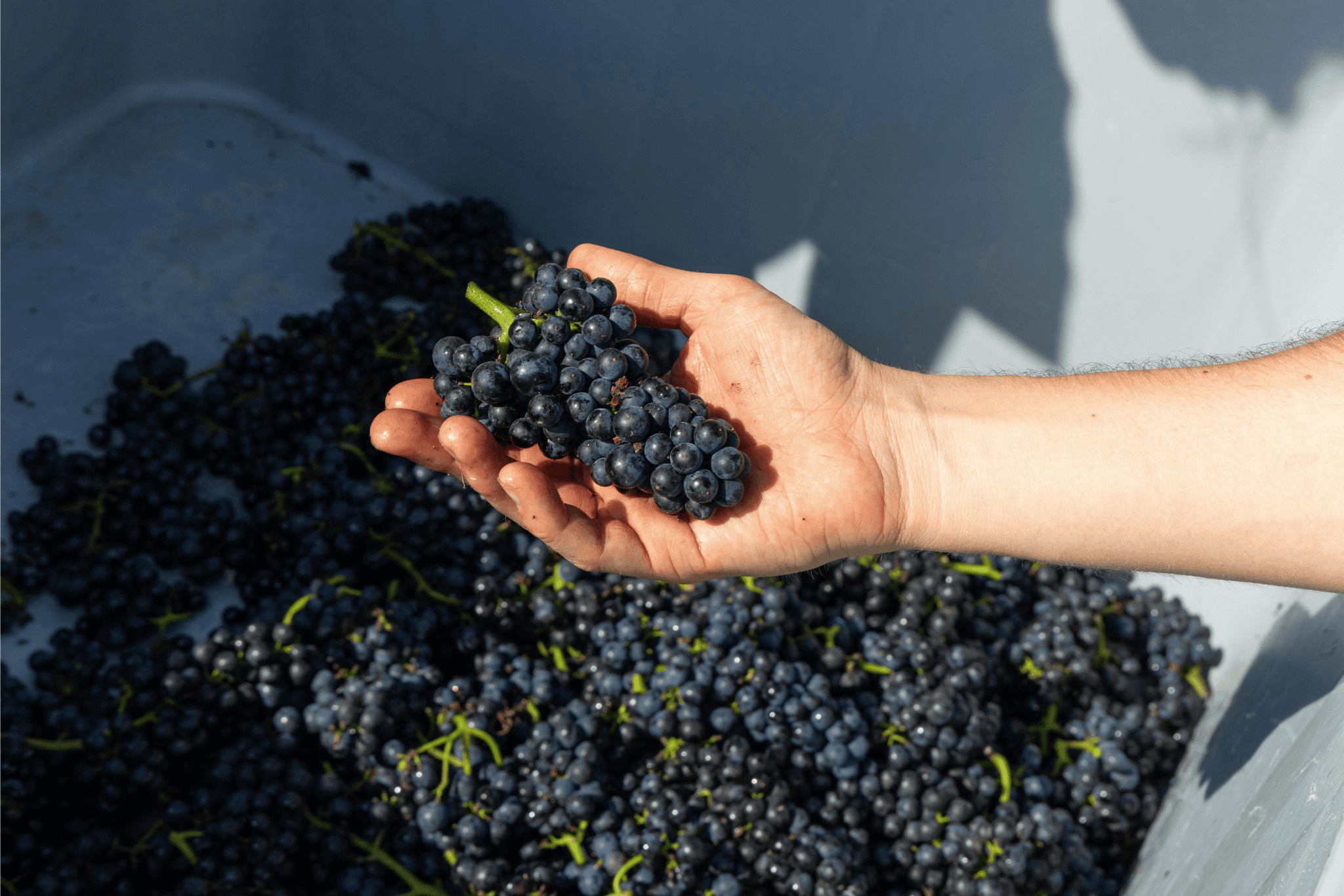 Hand holding freshly harvested organic grapes for natural winemaking
